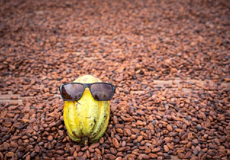 Cacao vs. Cocoa - What's the difference?