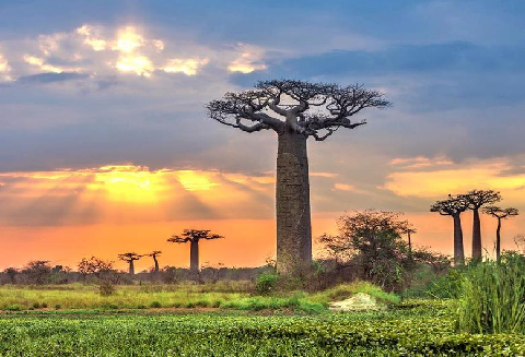 BAOBAB  ''THE TREE OF LIFE''